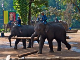 Thailand2009-Elephant_School-013